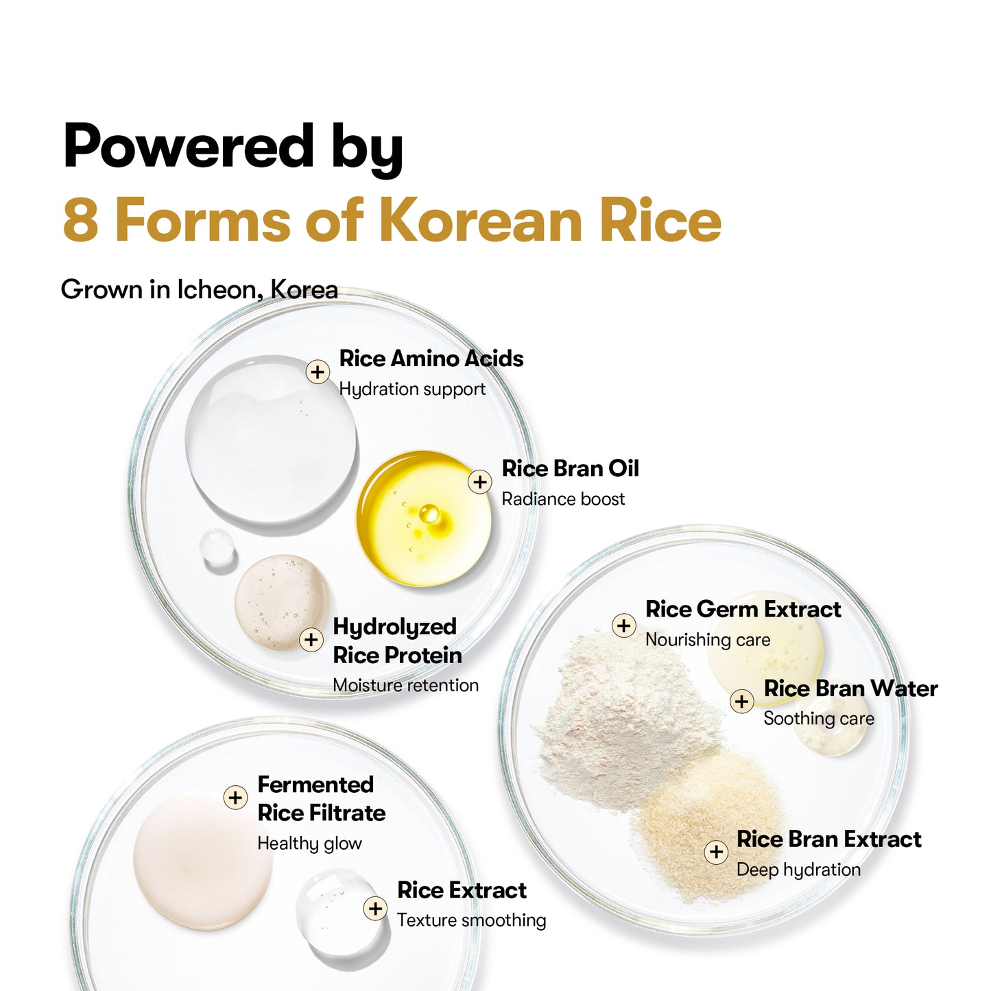 Rice Ceramide Serum